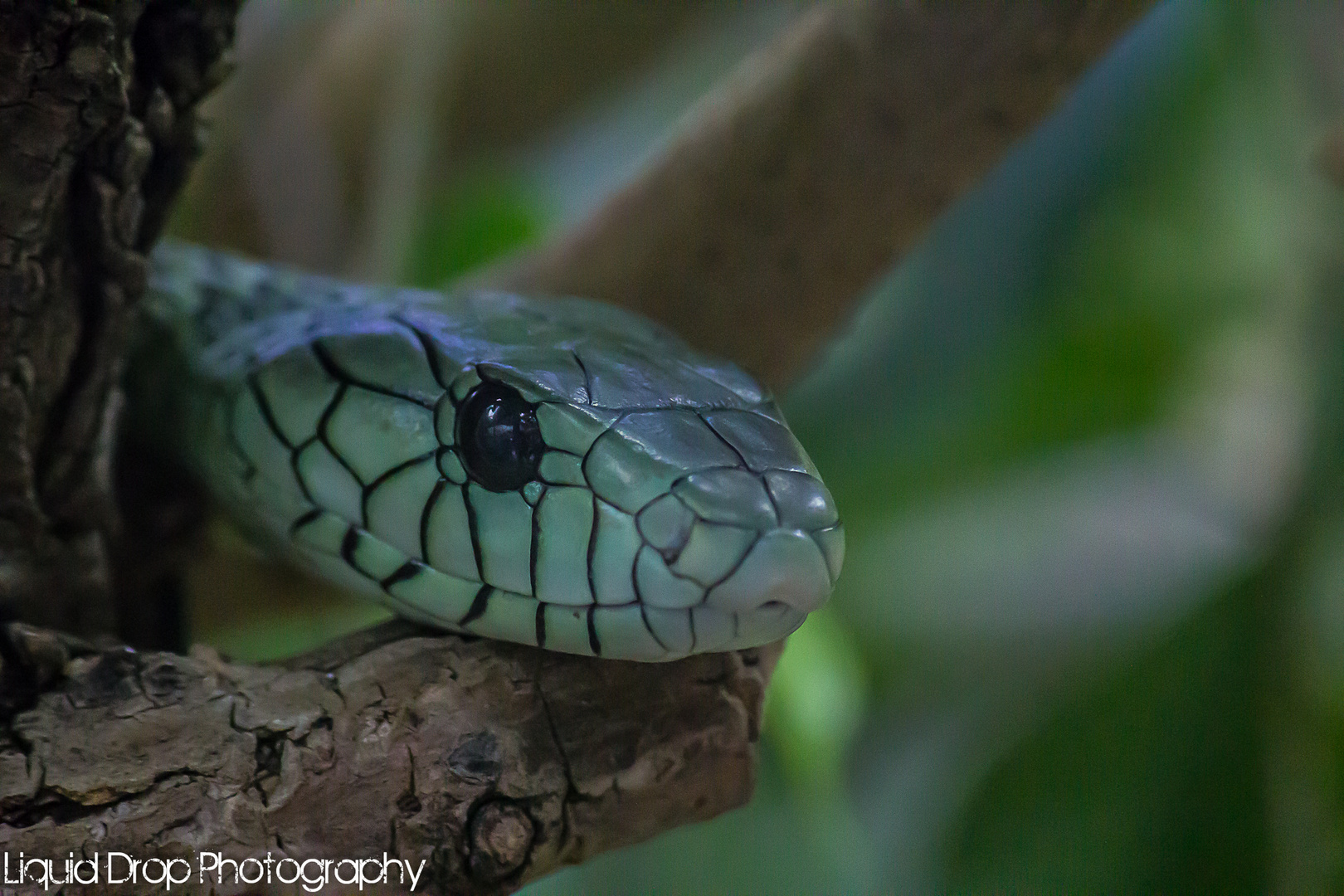 Dendroaspis viridis