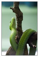 Dendroaspis viridis immer noch appe