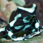 dendrobate auratus 1