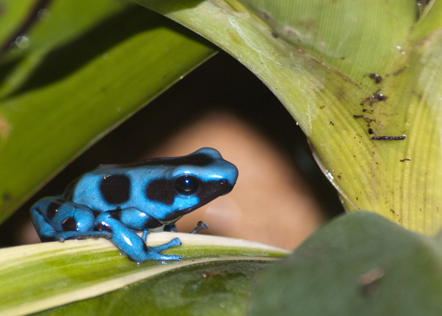 dendrobate auratus 2