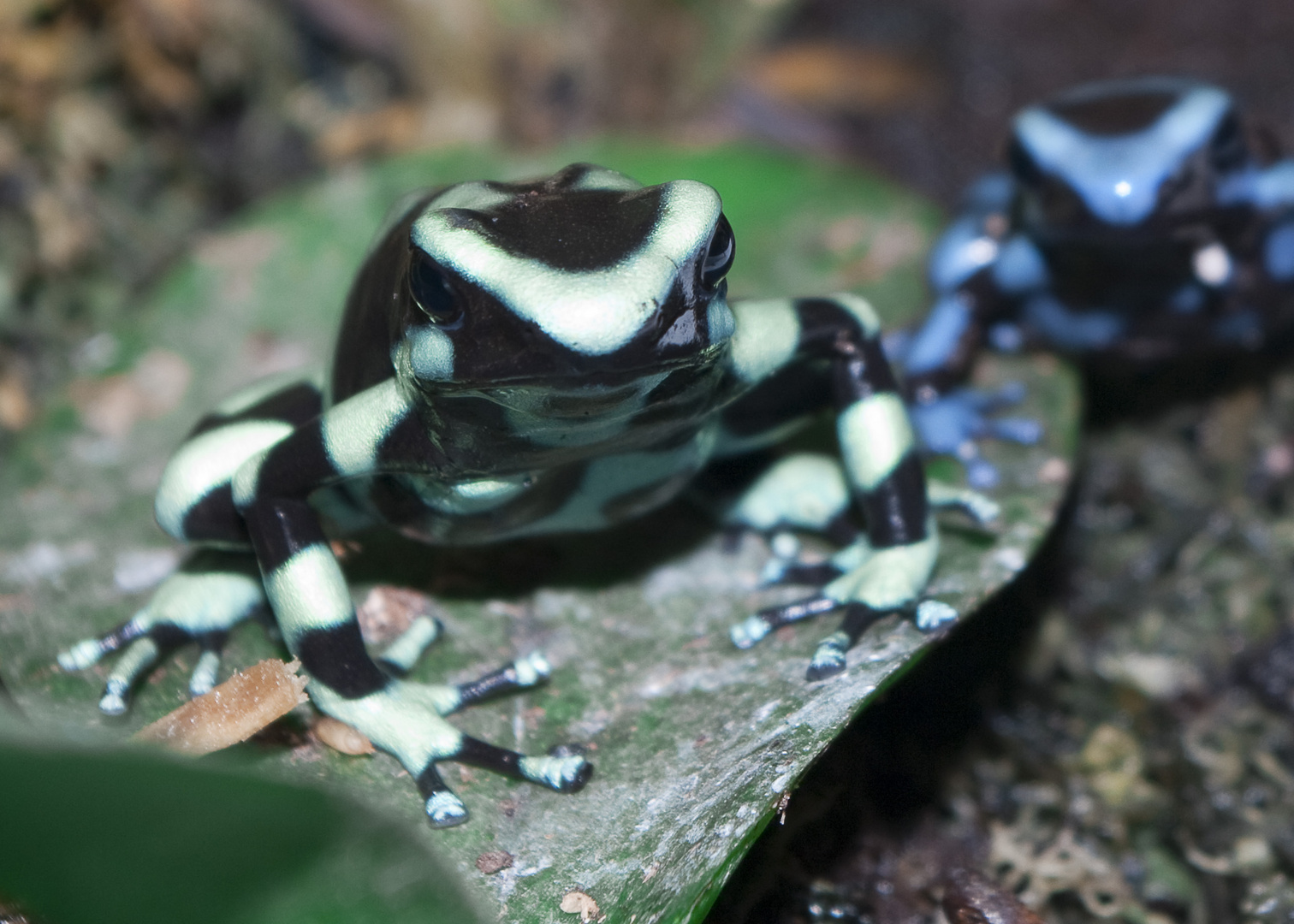 dendrobate auratus 3