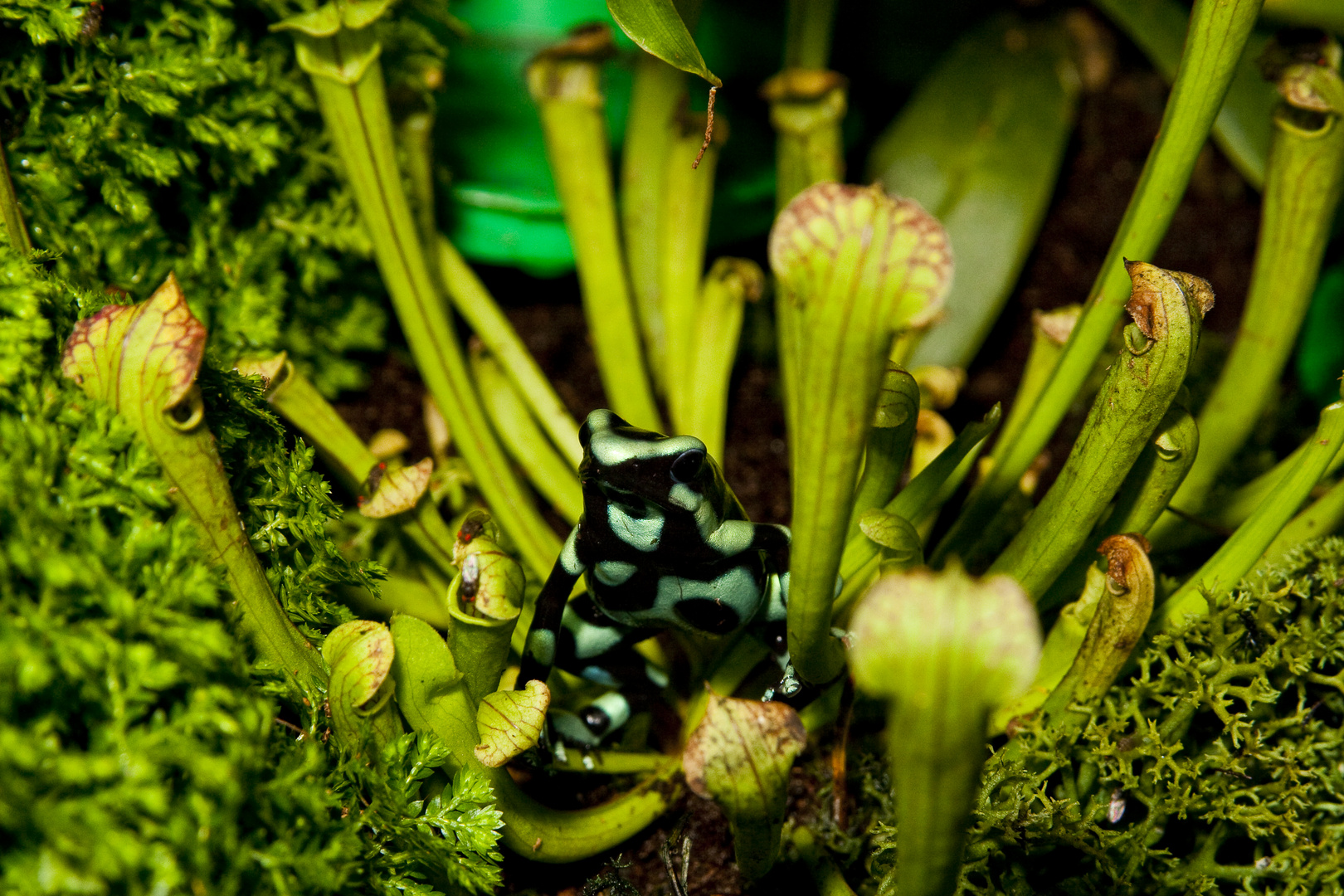 dendrobate auratus