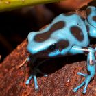 dendrobate auratus bleu