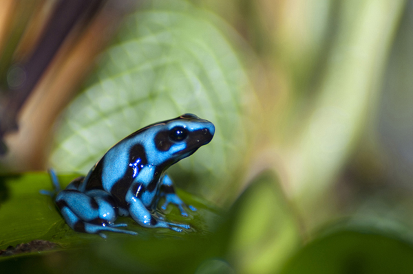 dendrobate auratus bleue