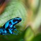 dendrobate auratus bleue