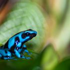 dendrobate auratus bleue