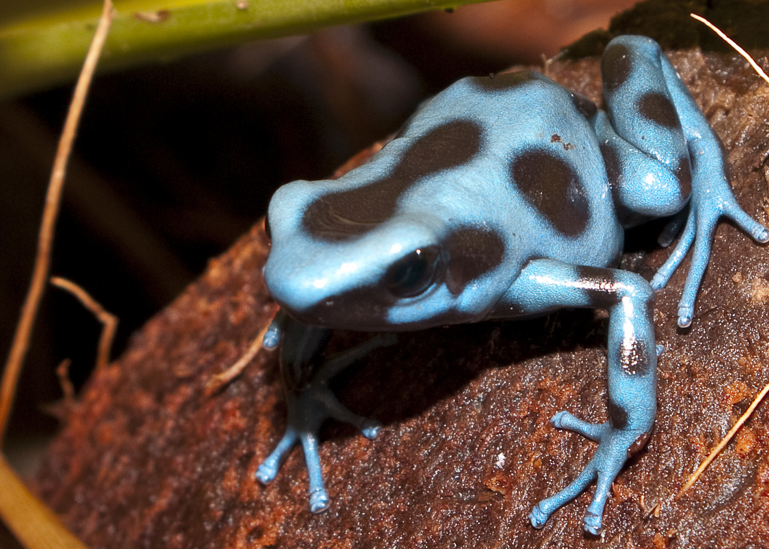 dendrobate auratus bleue