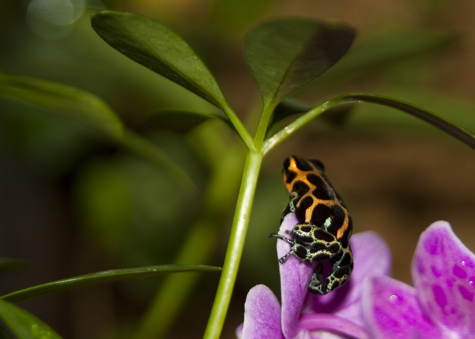 dendrobate imitator