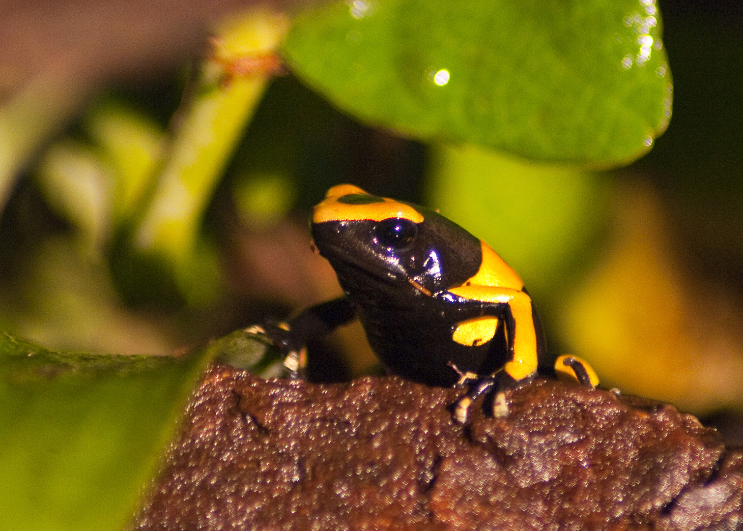 dendrobate leucomelas