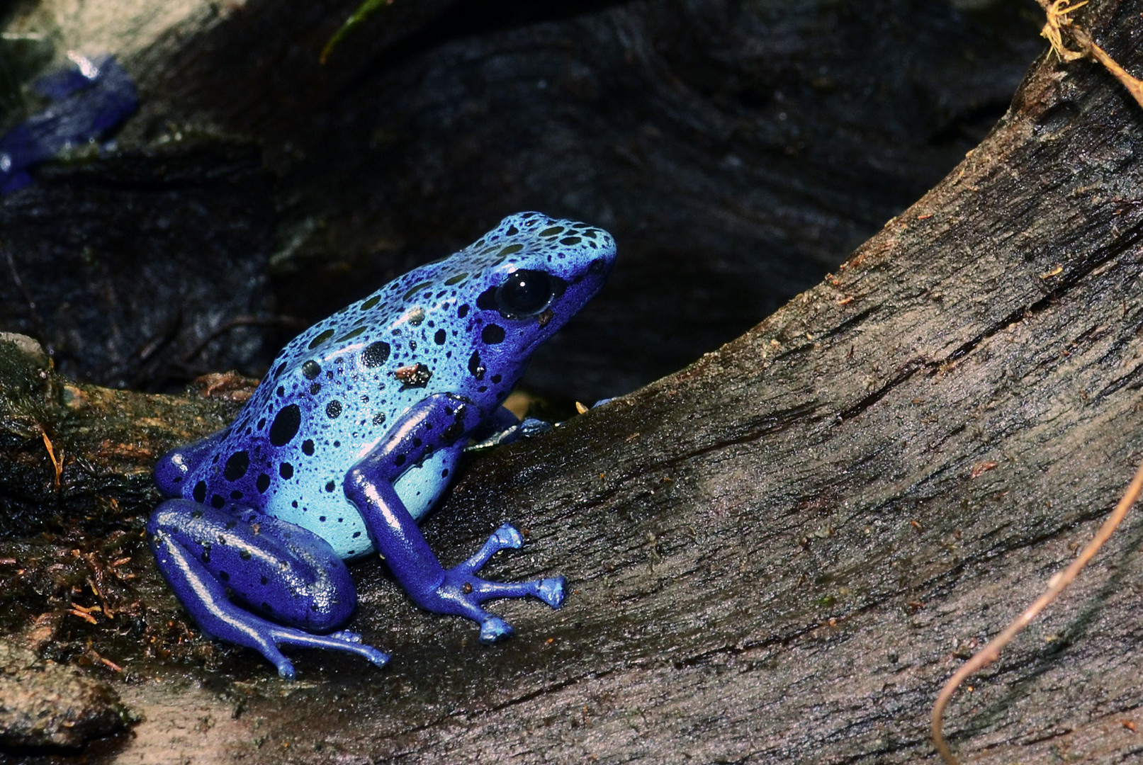 Dendrobate Tinctorius Azureus