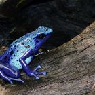 Dendrobate Tinctorius Azureus