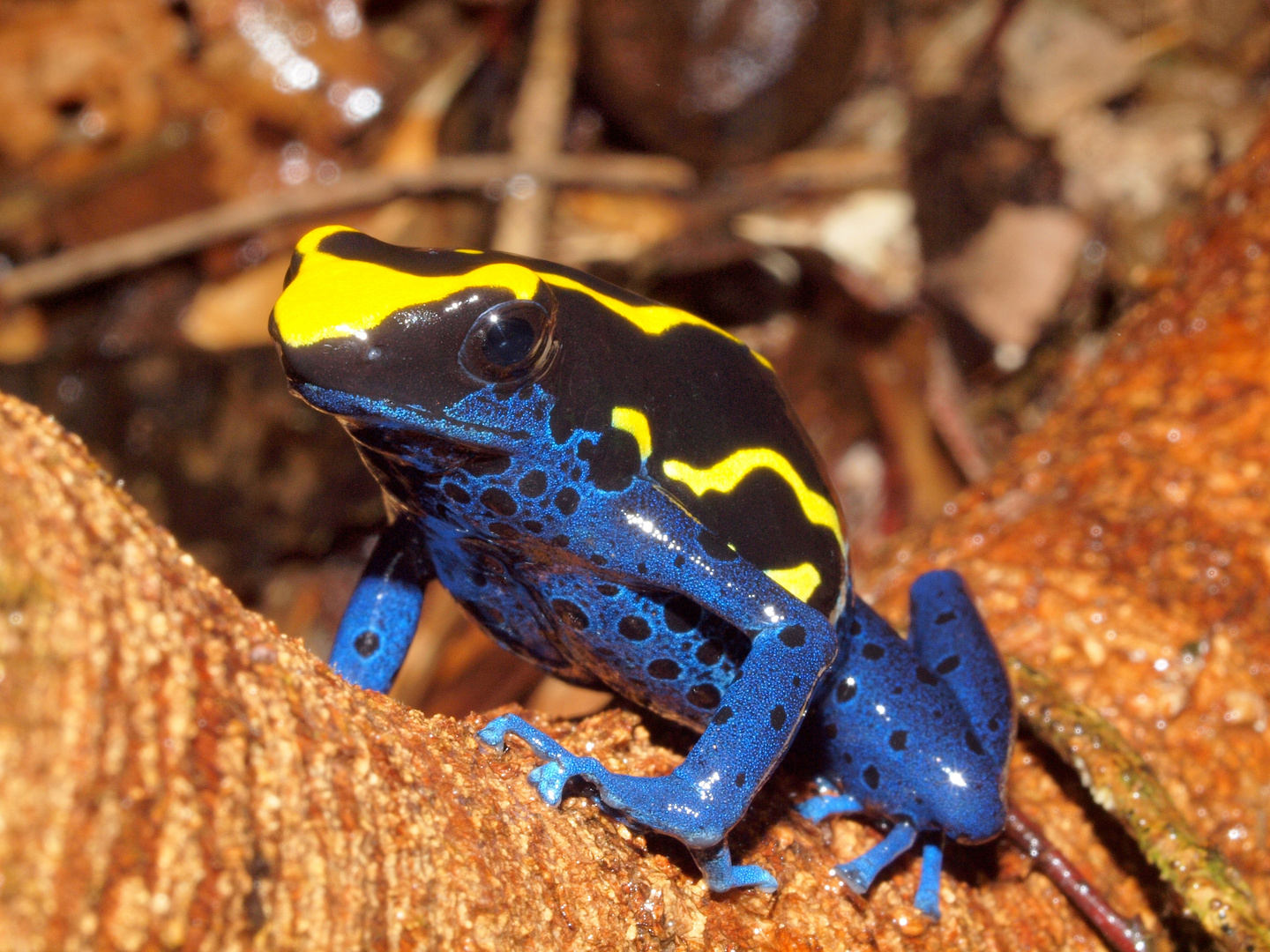 dendrobate tinctorius de guyane