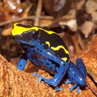 dendrobate tinctorius de guyane