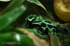 dendrobates auratus 1 (Puerto Rico)