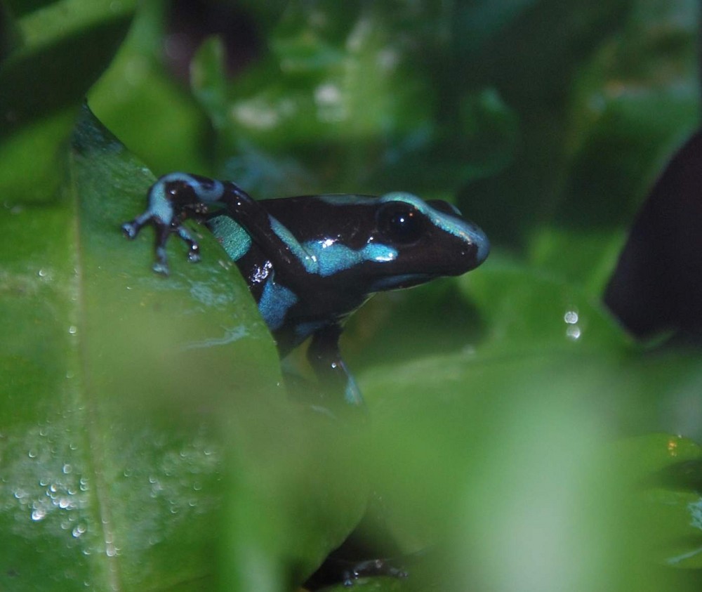 Dendrobates auratus blau