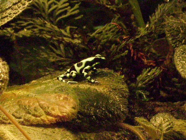 Dendrobates Auratus