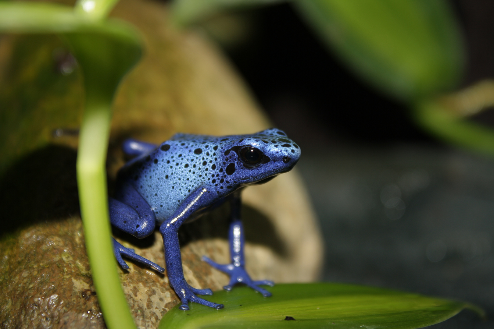 Dendrobates azureus