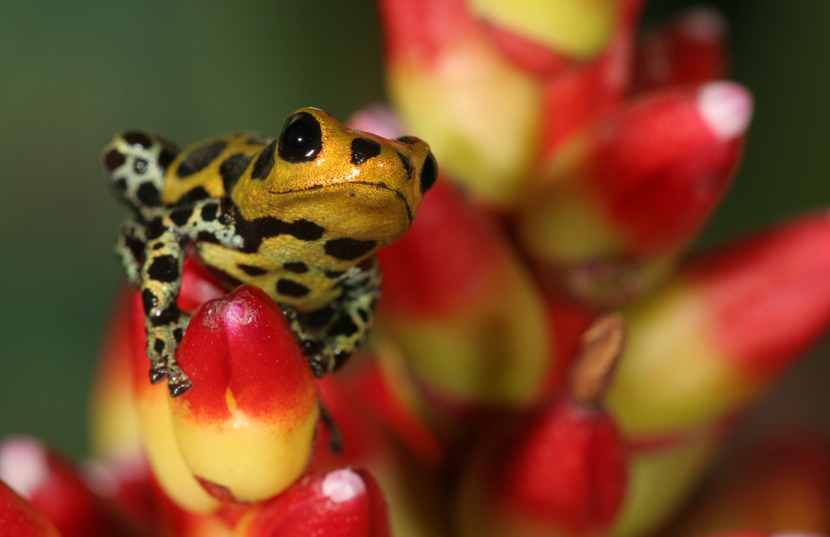 Dendrobates imitator