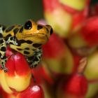 Dendrobates imitator