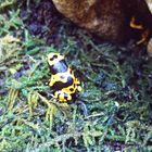 Dendrobates leucomelas