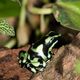 dendrobates leucomelas