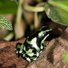 dendrobates leucomelas