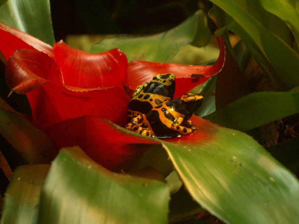 Dendrobates leucomelas