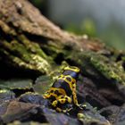 Dendrobates leucomelas, Gelbgebänderter Baumsteiger