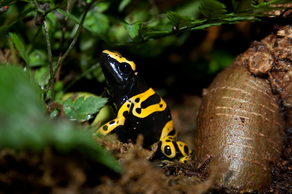 Dendrobates leucomelas "Puerto Ayacucho"