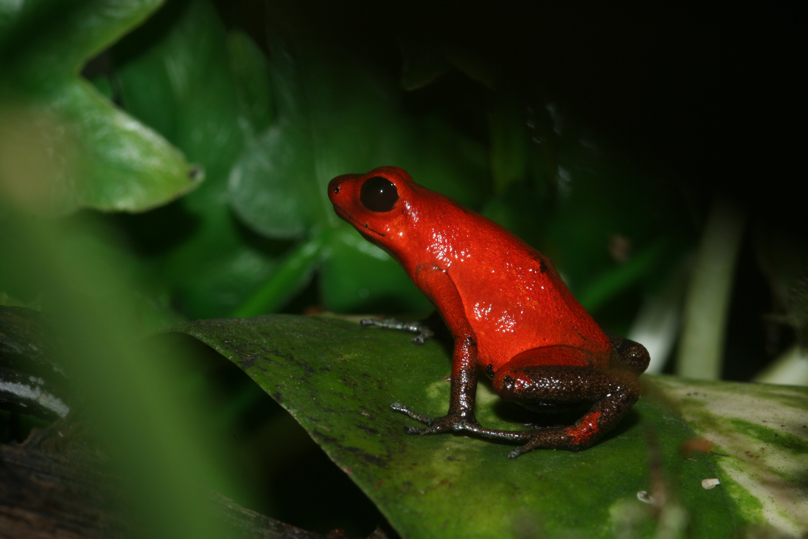 Dendrobates pumilio