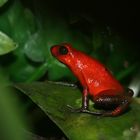 Dendrobates pumilio