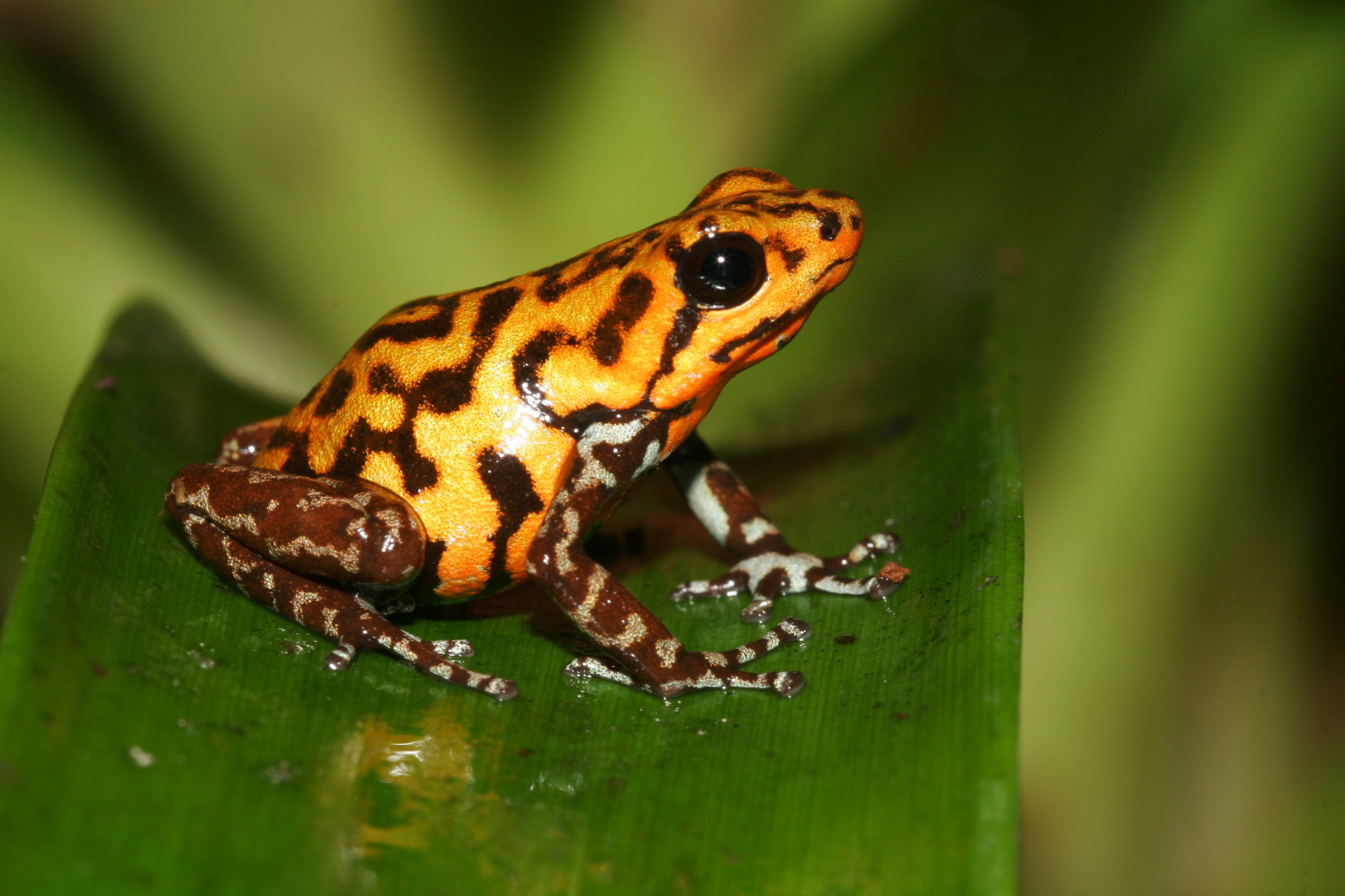 Dendrobates pumilio