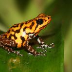 Dendrobates pumilio