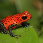 Dendrobates pumilio "blue jean"