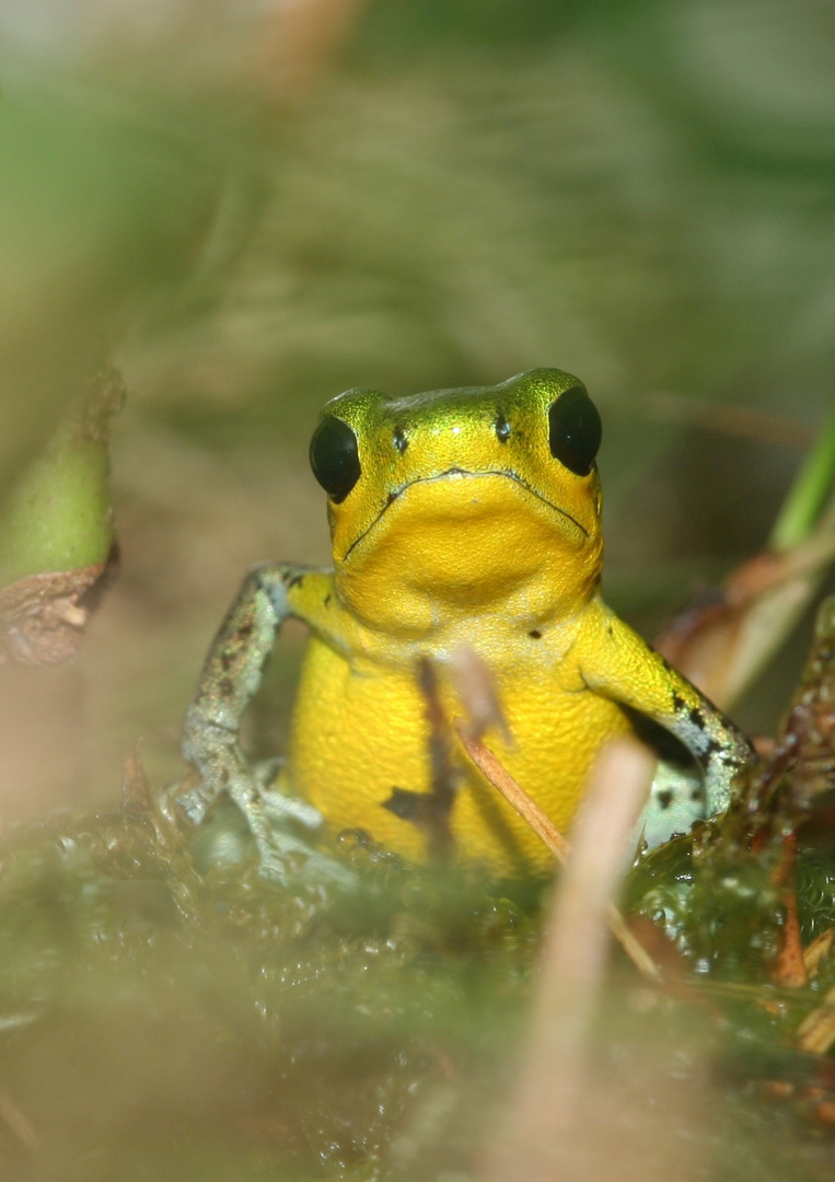 Dendrobates pumilio " Cayo de Aqua"