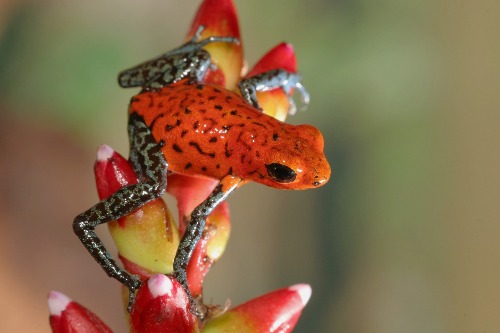 Dendrobates pumilio