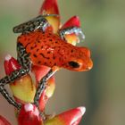 Dendrobates pumilio