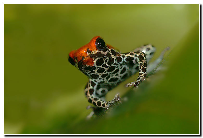 Dendrobates reticulatus