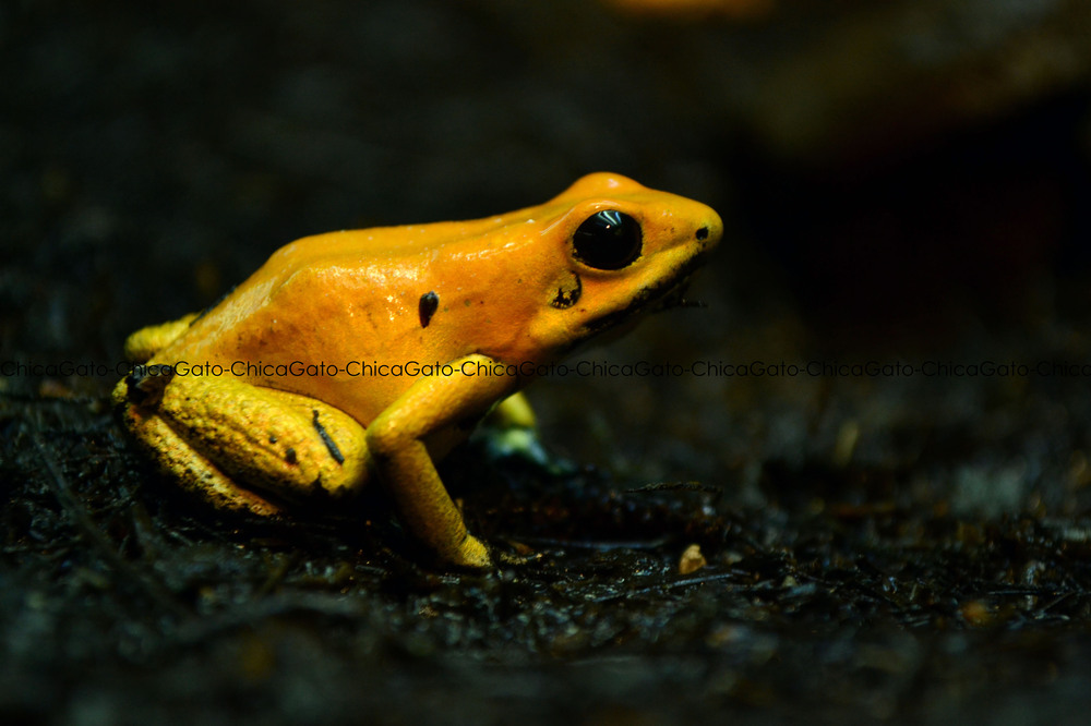 Dendrobates Terribilis. Imagen & Foto | animales, reptiles , colombia