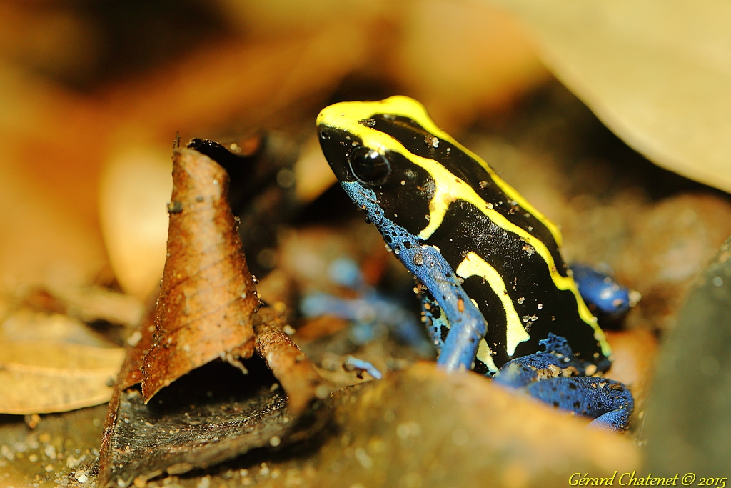 Dendrobates tinctorius