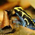 Dendrobates tinctorius