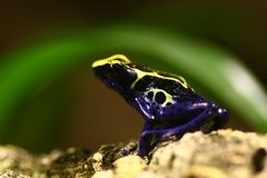 Dendrobates tinctorius