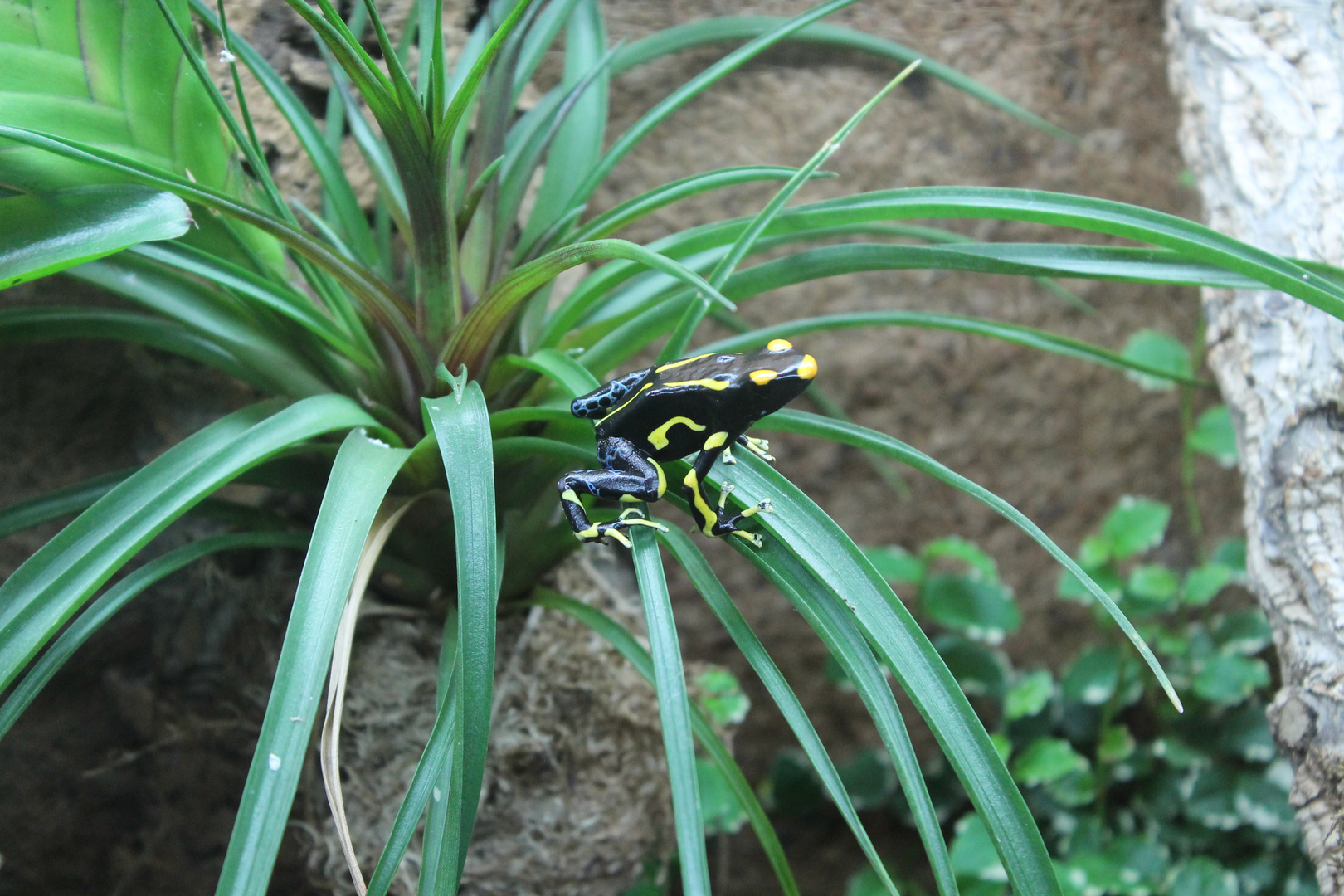 Dendrobates Tinctorius- Alanis