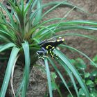 Dendrobates Tinctorius- Alanis