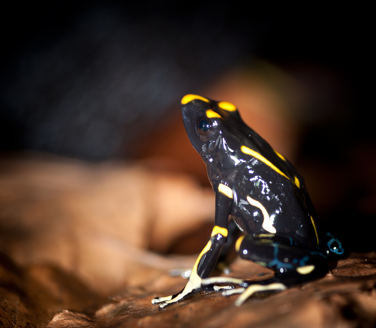 Dendrobates tinctorius, Alanis