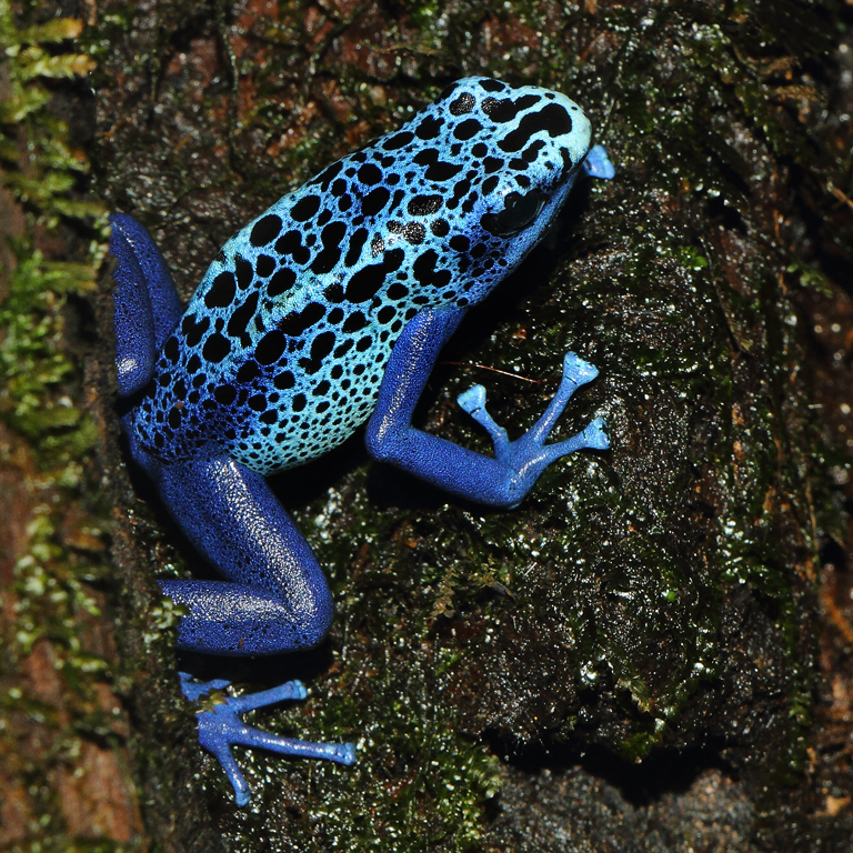 Dendrobates tinctorius Azureus 2