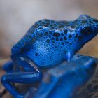 dendrobates tinctorius azureus