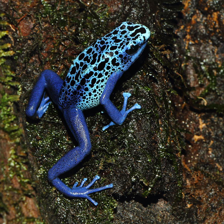 Dendrobates tinctorius Azureus 3