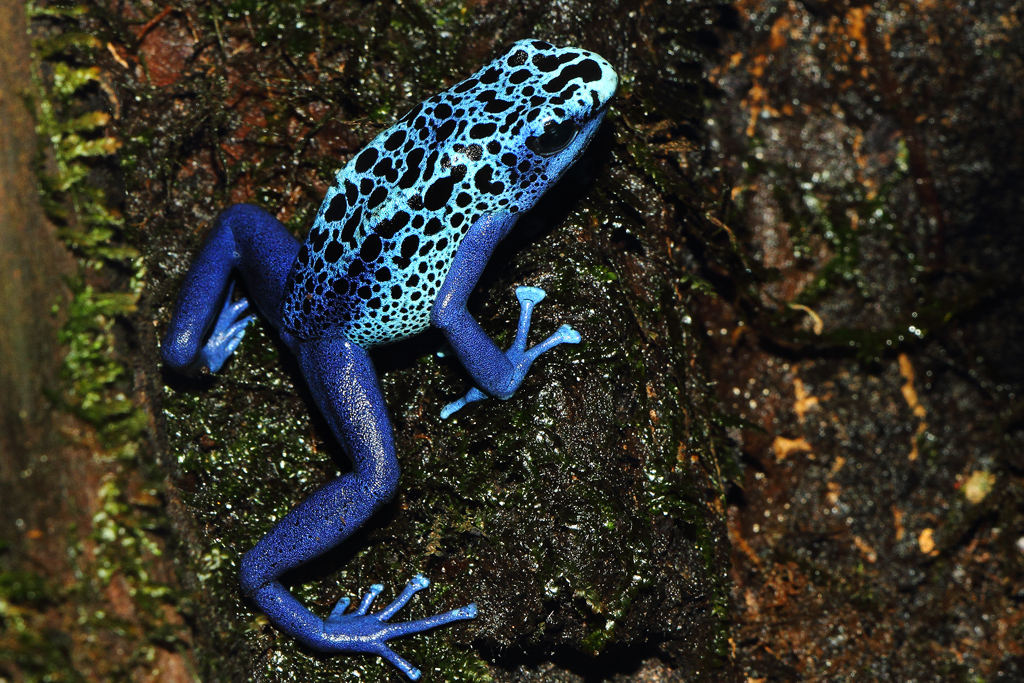 Dendrobates tinctorius Azureus 4