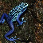 Dendrobates tinctorius Azureus 4